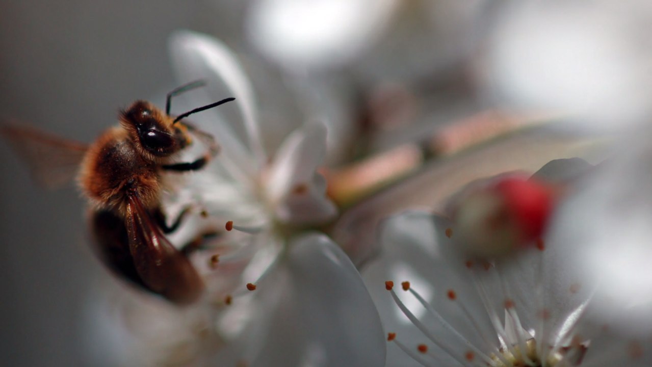 Hamburg: Bedrohliche Bienenseuche entdeckt worden