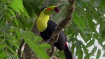 Exotic Birds - Toco Toucan | Free Stock Footage | No Copyright Video | Romance Post BD