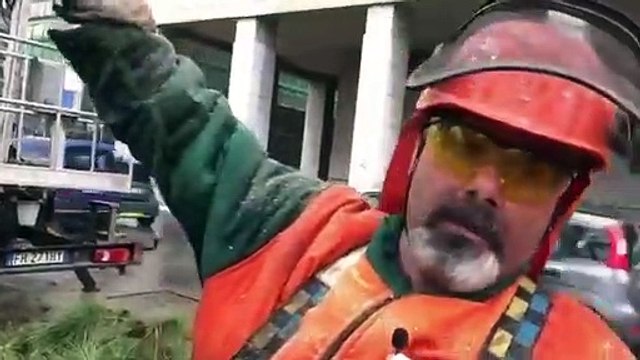 Tecnici al lavoro per verificare le condizioni degli alberi di via Crispi dopo il crollo di questa notte.