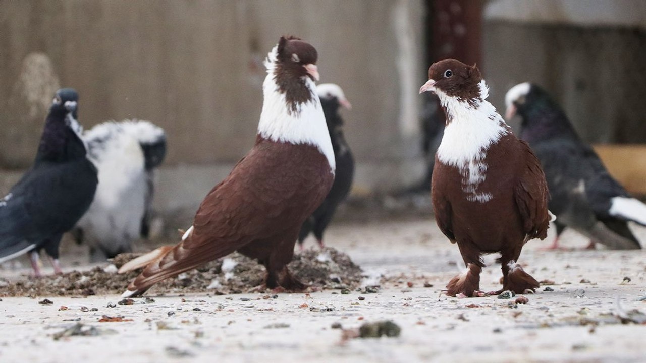 Deprem nedeniyle yönlerini kaybettiler… Yarış güvercinleri Diyarbakır’a gelemedi