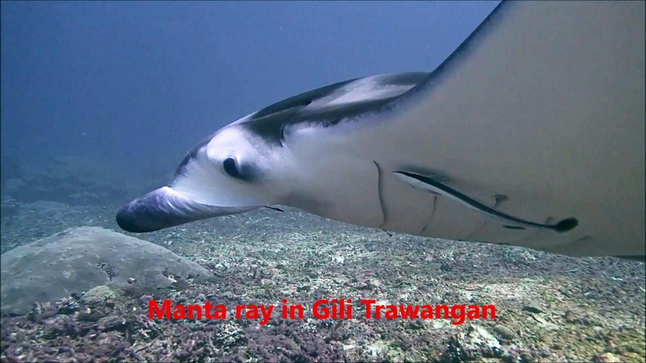 Manta with Terumbu