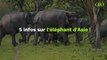 L'éléphant d'Asie : les 5 informations à connaître