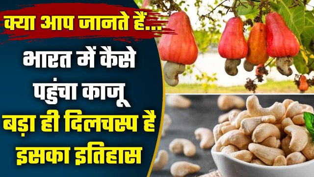 History Of Cashew : India में कौन लाया था Cashew, क्या है काजू की History ? | वनइंडिया हिंदी