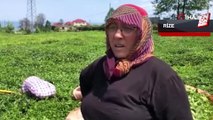 Rize'de yaş çay üreticileri bahçelere girmeye başladı