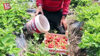 Hataylı çiftçiler çileğin hasadına başladı