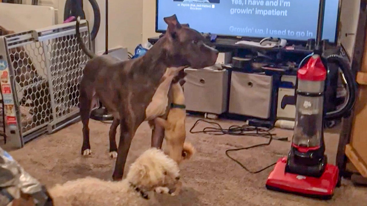 Vibey Chihuahua humps his dog pal's leg while listening to Chris Brown