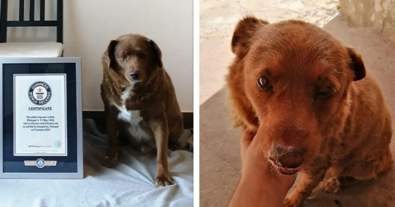 Le plus vieux chien du monde vient de fêter ses 31 ans