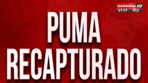 ¡Recapturaron puma que se había escapado de una comisaría!