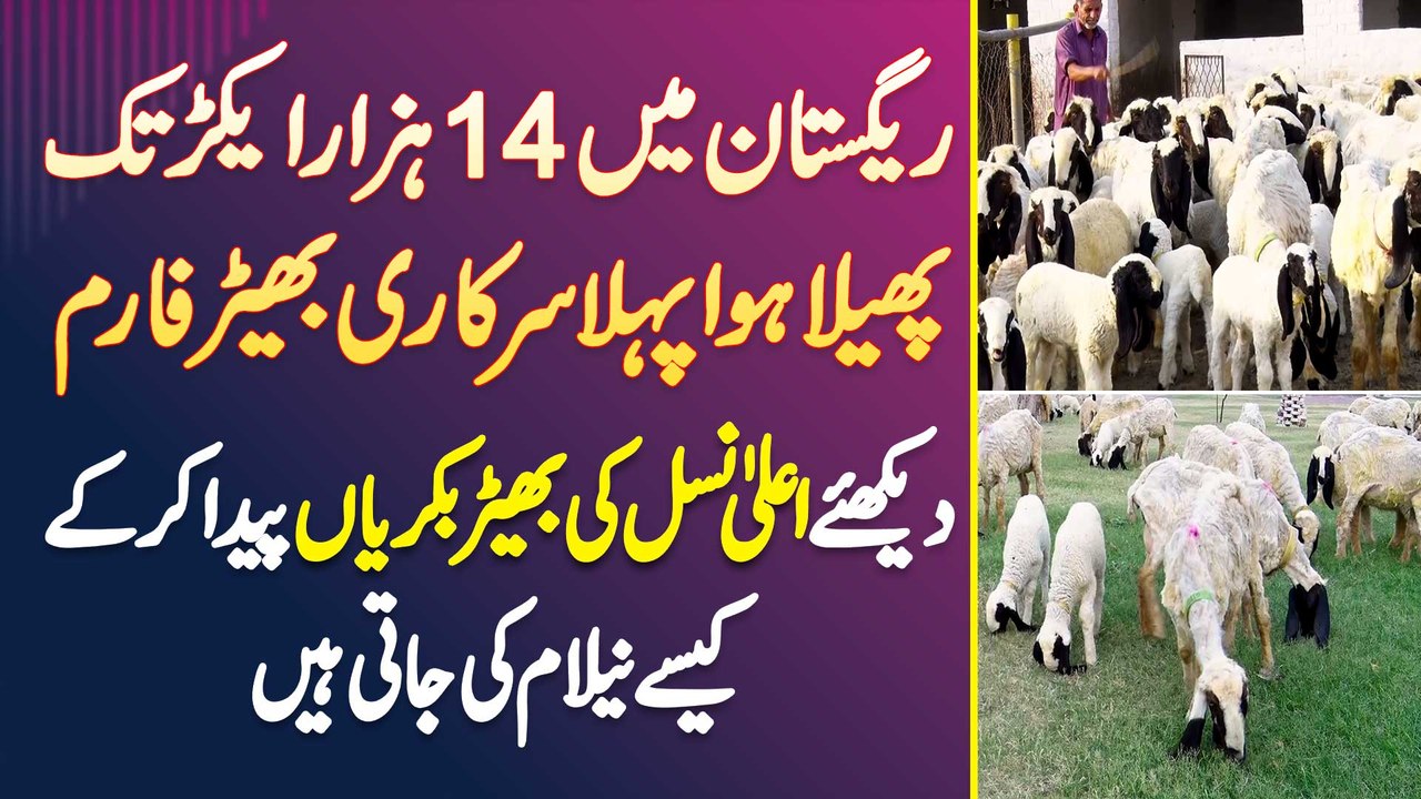 Thal Desert Me 14 Acres Me Phaila Hua Sheep Farm - High Breed Sheep Or Goat Ki Kese Auction Hoti ...
