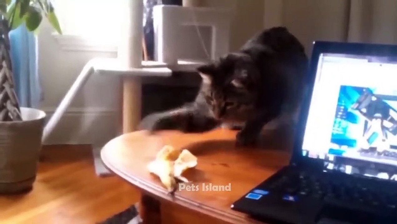 Most Trending  Animal Videos - Funniest Cats and Dogs 2023  _ Pets Island