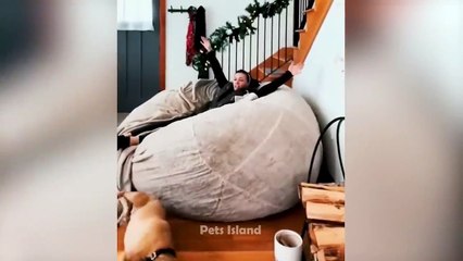 Try Not to Laugh at These Funny Animals Videos! (Ultimate)_ Pets Island