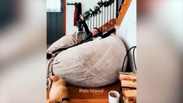 Try Not to Laugh at These Funny Animals Videos! (Ultimate)_ Pets Island