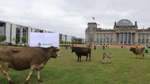 Almanya'da çevreciler protesto için ineklerini Meclis bahçesinde otlattı