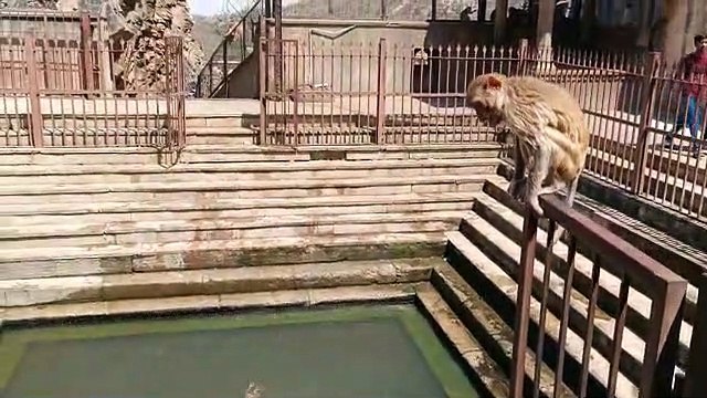 Video: नहीं देखी होगी पानी में ऐसी मस्‍ती, 20 फीट ऊपर से लगाई ऐसी जंप हर कोई रह गया दंग