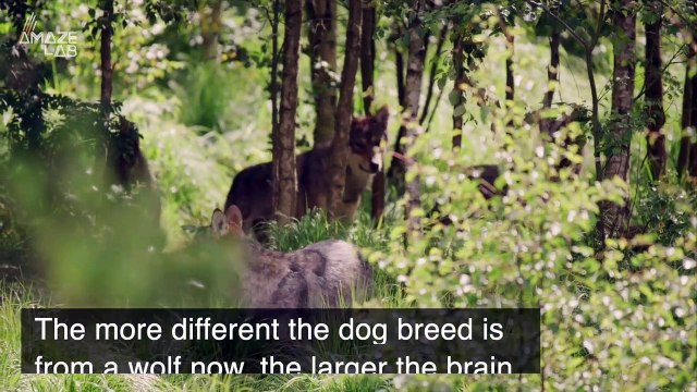 The Brains of Dogs Are Getting Bigger and Scientists Aren’t Sure Why