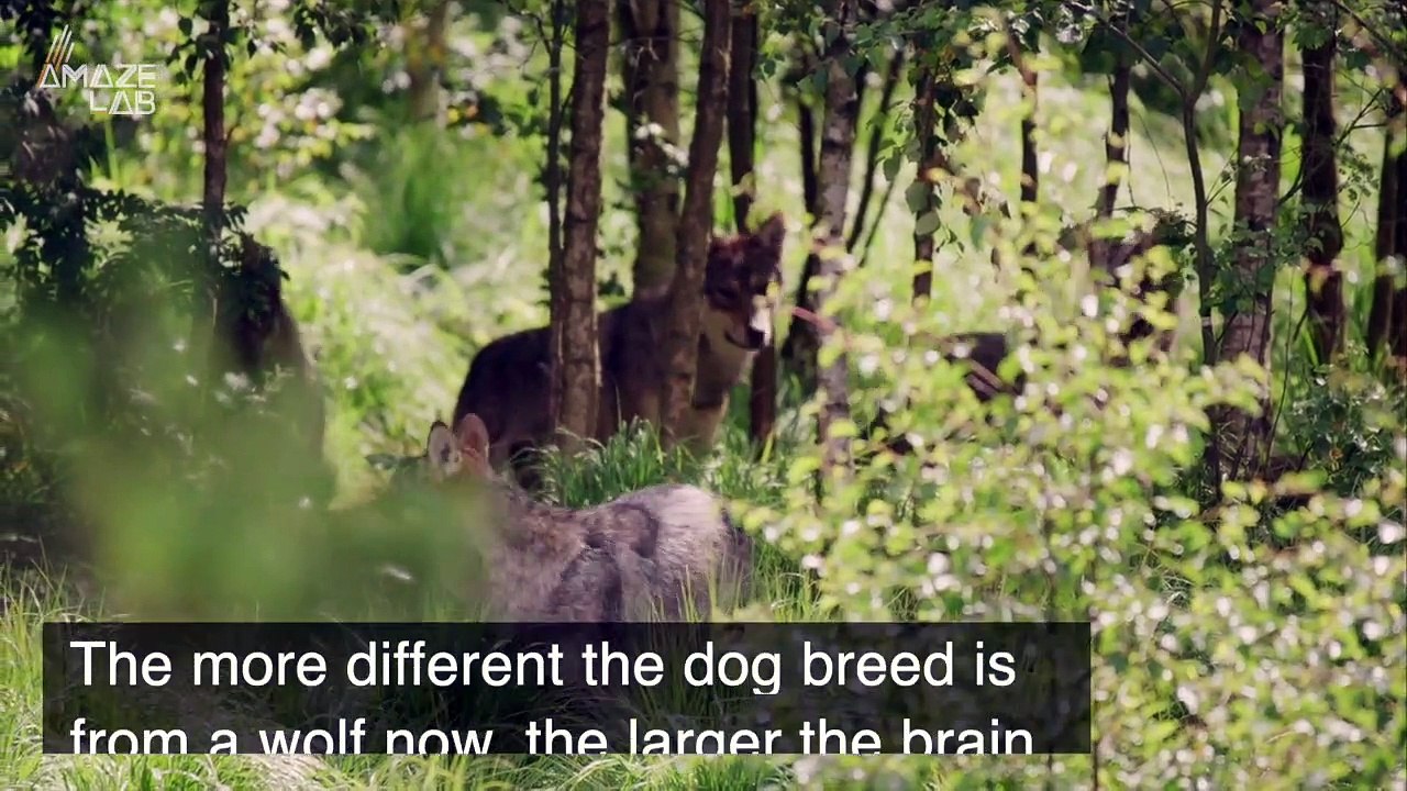 The Brains of Dogs Are Getting Bigger and Scientists Aren’t Sure Why