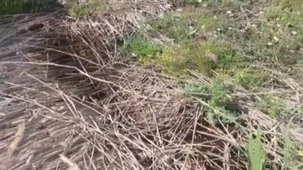 La agonía del Parque Nacional de las Tablas de Daimiel, solo el 7 por ciento de sus humedales tienen agua