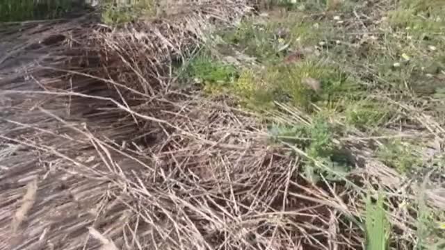 La agonía del Parque Nacional de las Tablas de Daimiel, solo el 7 por ciento de sus humedales tienen agua