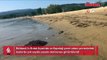 Erdek ve Kapıdağ yarım adası kıyılarında pusula denizanası uyarısı