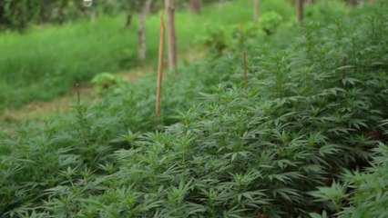 La industria del cannabis medicinal quiere florecer en las montañas de Colombia