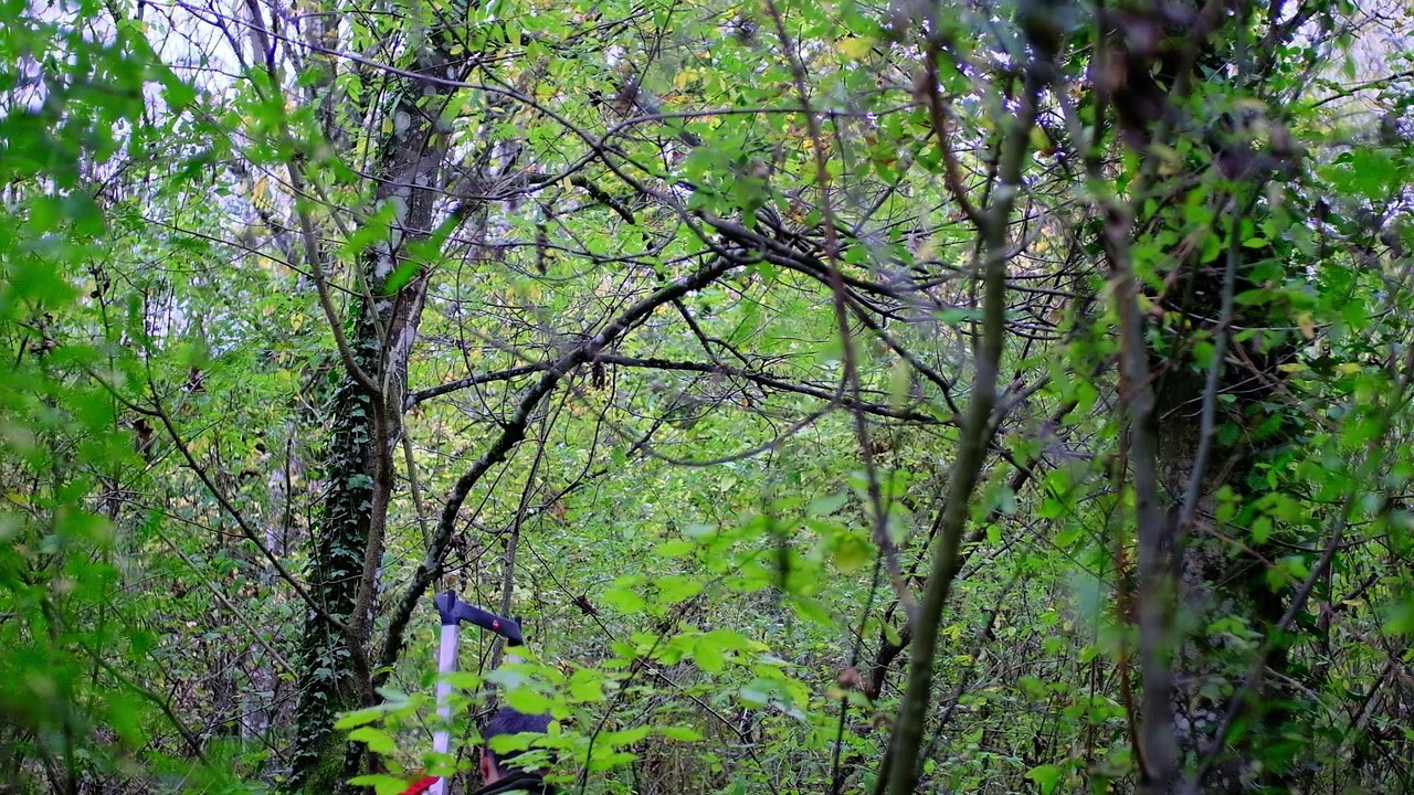 L'Arbre de Yoyo