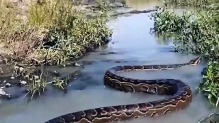 Python Too Fierce! Painful Lion Trying To Scratch And Struggle To Get Out Of The Giant Python Circle