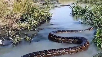 Python Too Fierce! Painful Lion Trying To Scratch And Struggle To Get Out Of The Giant Python Circle