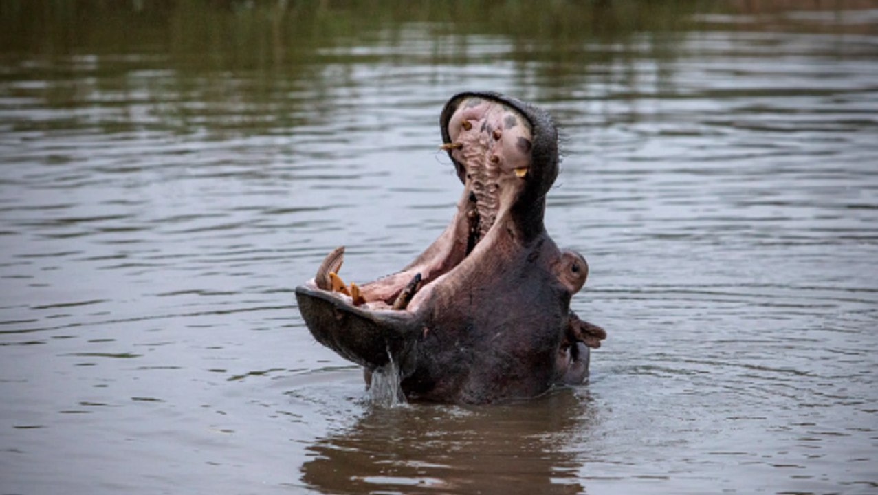 Boot kollidiert mit Flusspferd: 20 Menschen immer noch vermisst