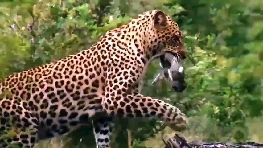 Most Amazing animal attacks caught on camera #lion #jugar #animalattack