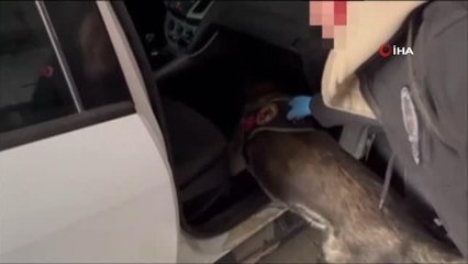 Güneş gözlüğü kutusundaki uyuşturucu narkotik köpeği Daxo'ya takıldı