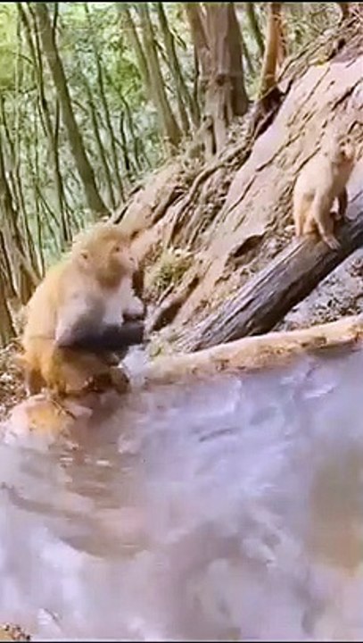 Monkeys mom