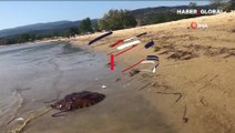 Marmara Denizi’nde pusula denizanası uyarısı! Sakın temasta bulunmayın