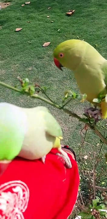 Talking Parrot  Video