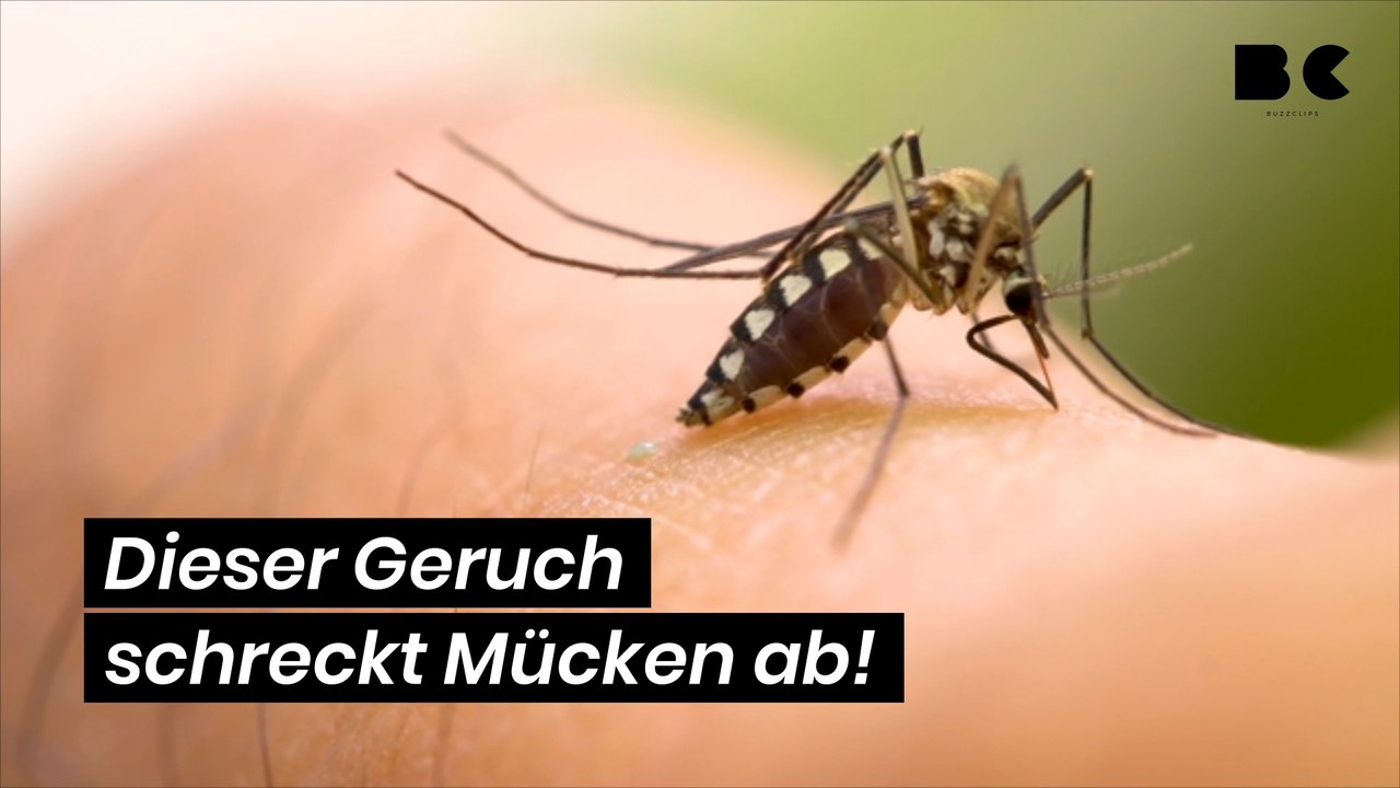 Dieser geruch schreckt mücken ab!
