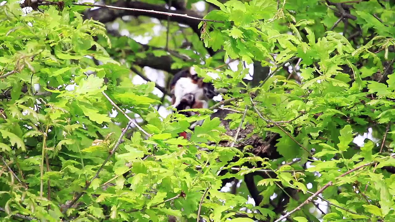 Yorkshire Wildlife Park welcomes newborn twins of Cotton-Top Tamarin Monkeys
