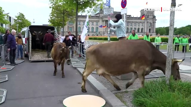 İneklerini Meclis bahçesinde otlatan Alman çevre aktivistleri, protesto düzenledi