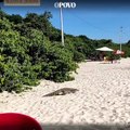 Jacaré atravessa praia em meio a banhistas para chegar ao mar em Florianópolis
