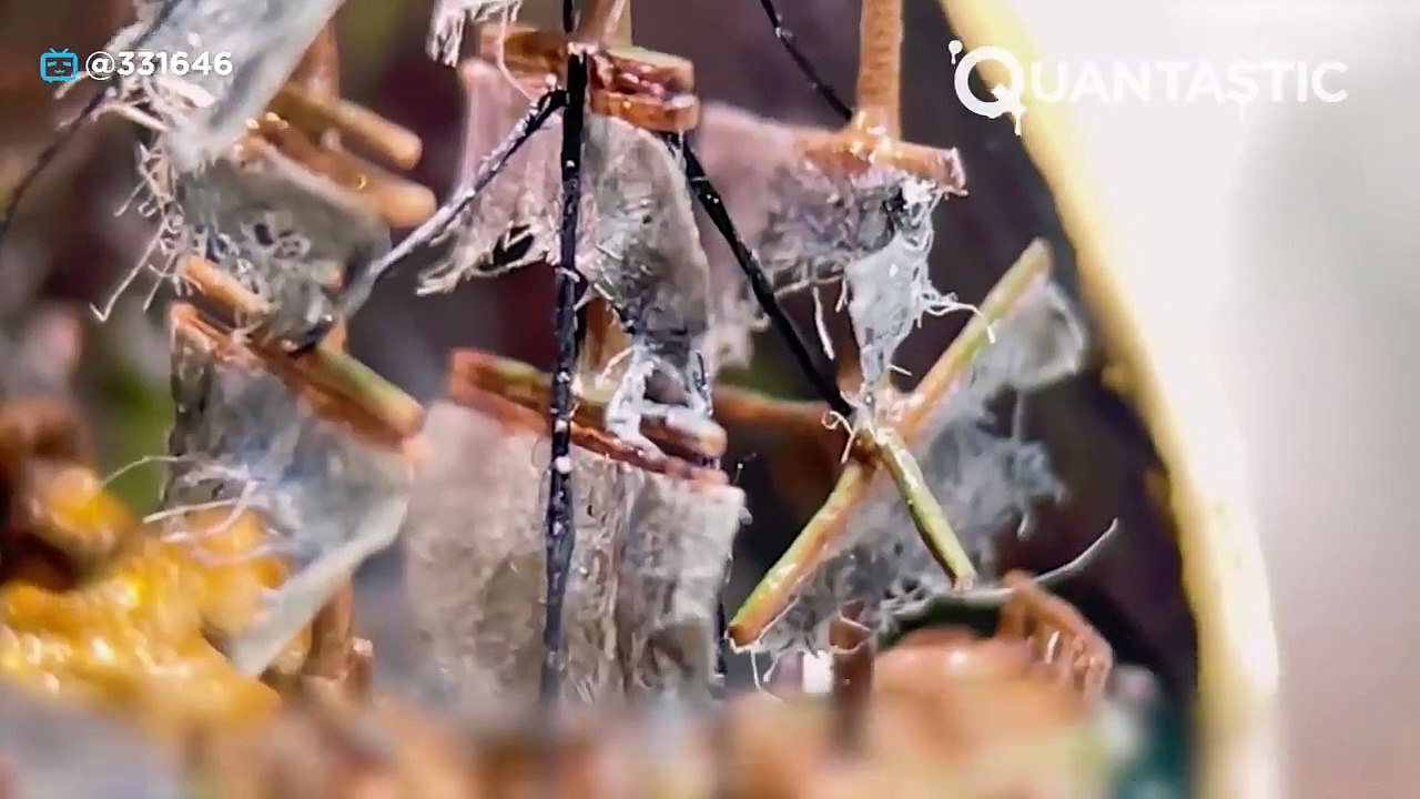 Artist Builds Tiny Realistic Diorama Inside a Nutshell