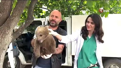 Bursa’da ayı yavrusu bulundu