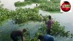 अमृतम जलम : रोजना महाराजबंद तालाब से करीब 8 से 10 क्विंटल जलकुंभी निकाली जा रही है