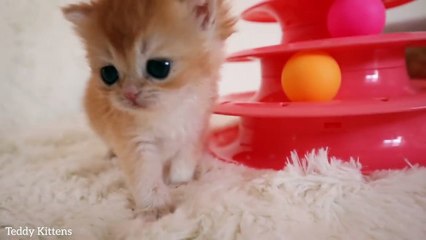 Cute kittens meowing and drink milk from a bottle