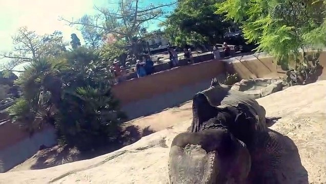 How Can Target Training With These Iguanas Keep Them Mentally Stimulated