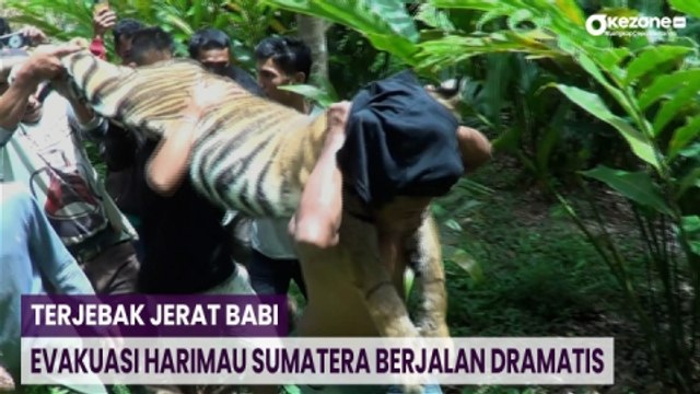 Terjebak Jerat Babi, Evakuasi Harimau Sumatera Berjalan Dramatis