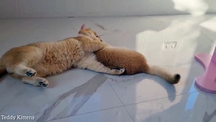 Daddy Cat brings up his naughty daughters