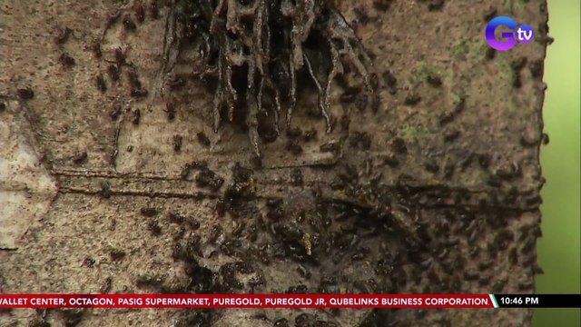 Mga lukot o stingless bee na inaalagaan sa isang farm, nakakatulong sa pollination | SONA