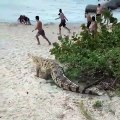 Quand un crocodile énorme surgit sur une plage sous les yeux des touristes