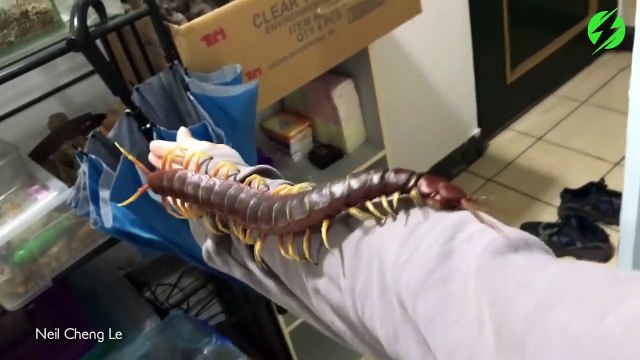 Il joue avec son mille-pattes géant venimeux