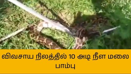 வேலூர்:விவசாய நிலத்தில் 10 அடி நீள மலை பாம்பு!