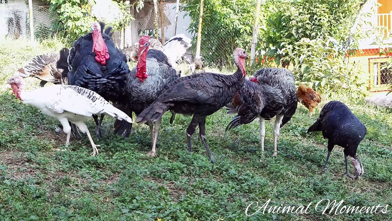 Interesting Cute Animal Sounds of Tiger,Cow,Cat,Dog,Horse, Duck, Chicken#viralvideo #youtube