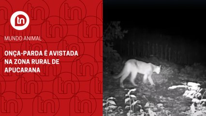 Onça-parda é avistada na Zona Rural de Apucarana; veja